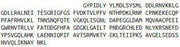 Recombinant Integrin Beta 2 (CD18), RPU42082