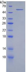 Figure 3. SDS-PAGE
