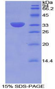 Figure 1. SDS-PAGE