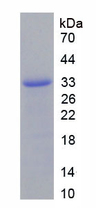 Figure 2. SDS-PAGE