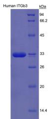 Figure 2. SDS-PAGE
