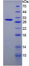Figure 2. SDS-PAGE