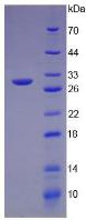 Figure 2. SDS-PAGE