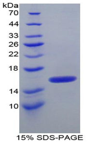 Figure 1. SDS-PAGE