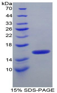 Figure 1. SDS-PAGE