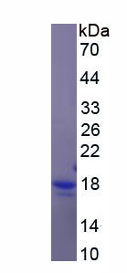 Figure 1. SDS-PAGE