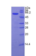 Figure 2. SDS-PAGE