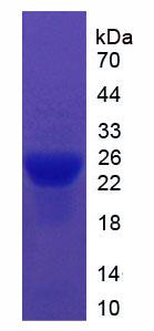 Figure 3. SDS-PAGE
