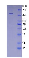 Figure 2. SDS-PAGE