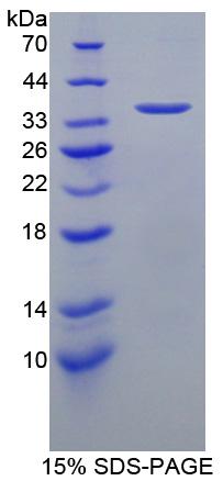 Figure 1. SDS-PAGE