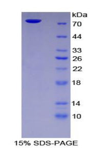 Figure 1. SDS-PAGE