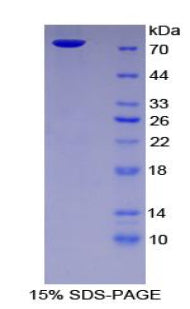 Figure 1. SDS-PAGE