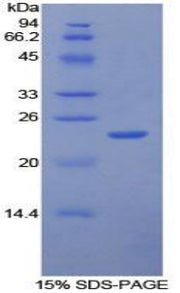 Figure 1. SDS-PAGE