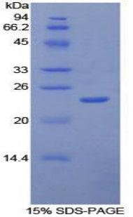 Figure 1. SDS-PAGE