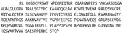 Recombinant Intercellular Adhesion Molecule 5 (ICAM5), RPU42105