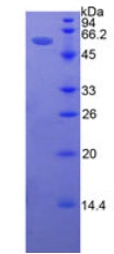 Figure 2. SDS-PAGE
