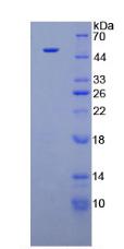 Figure 3. SDS-PAGE