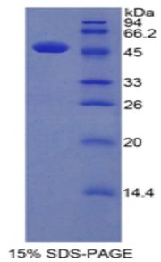 Figure 1. SDS-PAGE