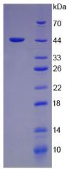 Figure 2. SDS-PAGE