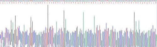 Recombinant Chicken Interferon Alpha (IFNa)
