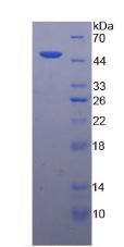 Figure 3. SDS-PAGE