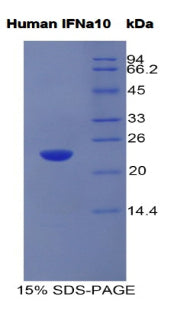 Figure 1. SDS-PAGE