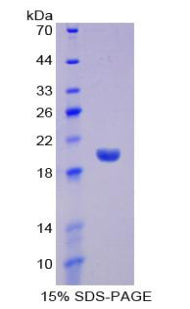 Figure 1. SDS-PAGE