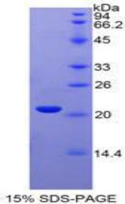 Figure 1. SDS-PAGE