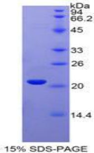 Figure 1. SDS-PAGE