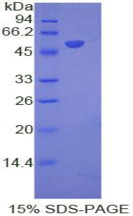 Figure 1. SDS-PAGE