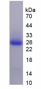 Figure 1. SDS-PAGE