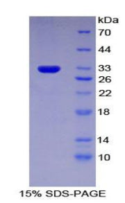 Figure 1. SDS-PAGE
