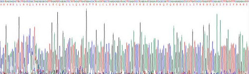 Recombinant Dog Interferon Beta (IFNb)