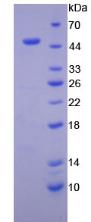 Figure 3. SDS-PAGE