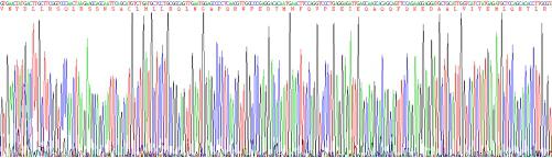 Recombinant Horse Interferon Beta (IFNb)