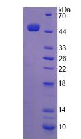 Figure 3. SDS-PAGE