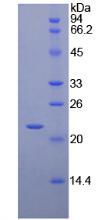 Figure 2. SDS-PAGE