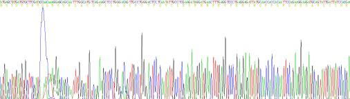 Recombinant Pig Interferon Beta (IFNb)