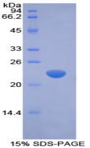 Figure 1. SDS-PAGE