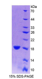 Figure 1. SDS-PAGE