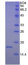 Figure 2. SDS-PAGE