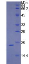 Figure 3. SDS-PAGE