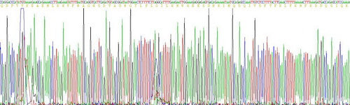 Recombinant Human Interferon Gamma (IFNg)