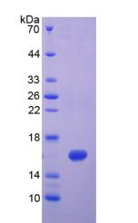 Figure 3. SDS-PAGE