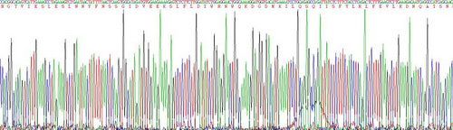 Recombinant Mouse Interferon Gamma (IFNg)