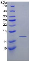 Figure 3. SDS-PAGE