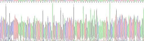 Recombinant Pig Interferon Gamma (IFNg)