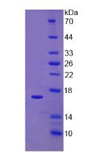 Figure 3. SDS-PAGE