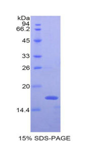 Figure 1. SDS-PAGE