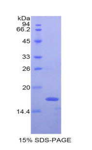 Figure 1. SDS-PAGE